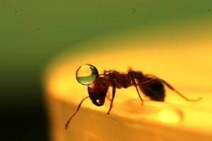 Single Hydrophobic S.Invictus