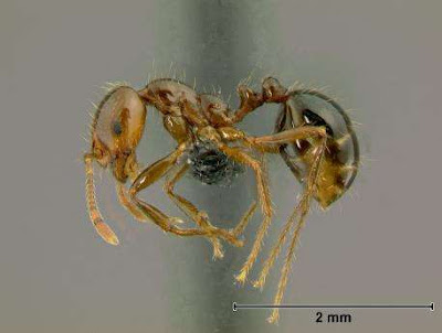 S.Invictus, worker